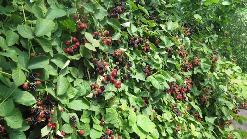 wall of blackberries